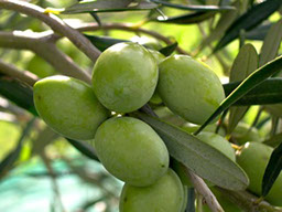 Biancolilla