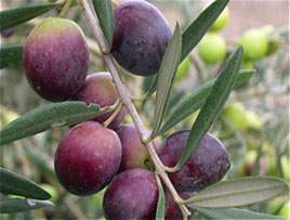 Nocellara